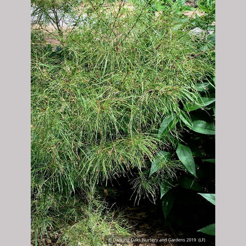 Trees ~ Acer palmatum 'Fairy Hair', Fairy Hair Japanese Maple ~ Dancing Oaks Nursery and Gardens ~ Retail Nursery ~ Mail Order Nursery