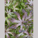 Trees ~ Acer palmatum 'Fred's Wild Dream', Japanese Maple ~ Dancing Oaks Nursery and Gardens ~ Retail Nursery ~ Mail Order Nursery