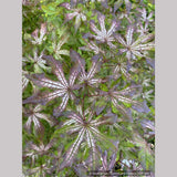 Trees ~ Acer palmatum 'Fred's Wild Dream', Japanese Maple ~ Dancing Oaks Nursery and Gardens ~ Retail Nursery ~ Mail Order Nursery