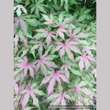 Trees ~ Acer palmatum 'Jubilee', Dwarf Japanese Maple ~ Dancing Oaks Nursery and Gardens ~ Retail Nursery ~ Mail Order Nursery