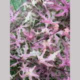 Trees ~ Acer palmatum 'Jubilee', Dwarf Japanese Maple ~ Dancing Oaks Nursery and Gardens ~ Retail Nursery ~ Mail Order Nursery