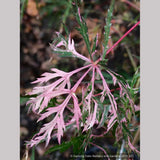 Trees ~ Acer palmatum 'Hana Matoi', Dissected Japanese Maple ~ Dancing Oaks Nursery and Gardens ~ Retail Nursery ~ Mail Order Nursery