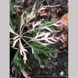 Trees ~ Acer palmatum 'Hana Matoi', Dissected Japanese Maple ~ Dancing Oaks Nursery and Gardens ~ Retail Nursery ~ Mail Order Nursery