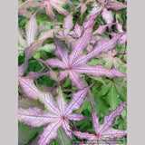Trees ~ Acer palmatum 'Pastel', Japanese Maple ~ Dancing Oaks Nursery and Gardens ~ Retail Nursery ~ Mail Order Nursery
