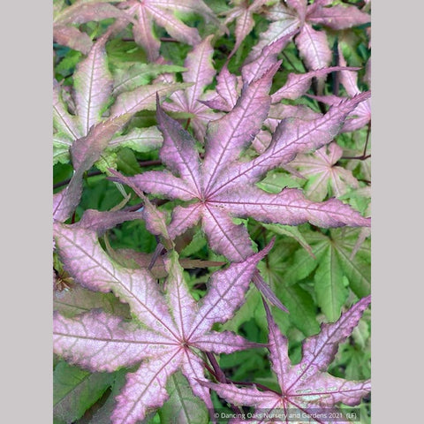 Trees ~ Acer palmatum 'Pastel', Japanese Maple ~ Dancing Oaks Nursery and Gardens ~ Retail Nursery ~ Mail Order Nursery
