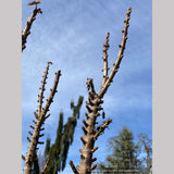 Acer platanoides 'Curly Lamp Post', Columnar Norway Maple