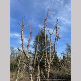 Acer platanoides 'Curly Lamp Post', Columnar Norway Maple