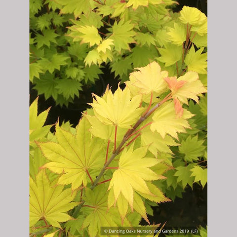 Trees ~ Acer shirasawanum 'Aureum', Golden Full Moon Maple ~ Dancing Oaks Nursery and Gardens ~ Retail Nursery ~ Mail Order Nursery