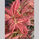 Trees ~ Acer shirasawanum 'Bronze Age', Japanese Maple ~ Dancing Oaks Nursery and Gardens ~ Retail Nursery ~ Mail Order Nursery
