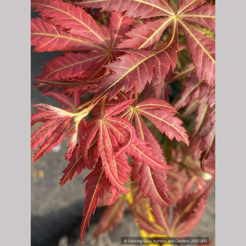 Trees ~ Acer shirasawanum 'Bronze Age', Japanese Maple ~ Dancing Oaks Nursery and Gardens ~ Retail Nursery ~ Mail Order Nursery