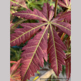 Trees ~ Acer shirasawanum 'Bronze Age', Japanese Maple ~ Dancing Oaks Nursery and Gardens ~ Retail Nursery ~ Mail Order Nursery