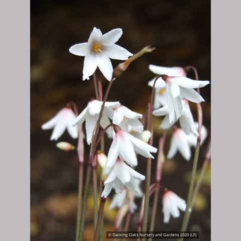 Bulbs & Tubers ~ Acis autumnalis (syn. Leucojum autumnale), Autumn Snowflake ~ Dancing Oaks Nursery and Gardens ~ Retail Nursery ~ Mail Order Nursery