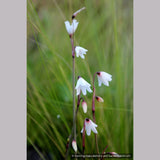 Bulbs & Tubers ~ Acis autumnalis (syn. Leucojum autumnale), Autumn Snowflake ~ Dancing Oaks Nursery and Gardens ~ Retail Nursery ~ Mail Order Nursery