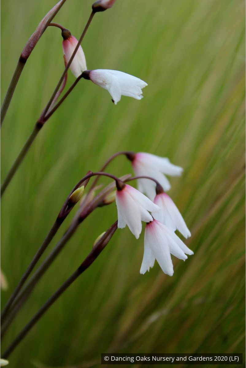 Bulbs & Tubers ~ Acis autumnalis (syn. Leucojum autumnale), Autumn Snowflake ~ Dancing Oaks Nursery and Gardens ~ Retail Nursery ~ Mail Order Nursery