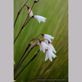 Bulbs & Tubers ~ Acis autumnalis (syn. Leucojum autumnale), Autumn Snowflake ~ Dancing Oaks Nursery and Gardens ~ Retail Nursery ~ Mail Order Nursery