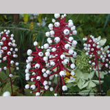 Perennials ~ Actaea pachypoda, Doll's Eyes ~ Dancing Oaks Nursery and Gardens ~ Retail Nursery ~ Mail Order Nursery