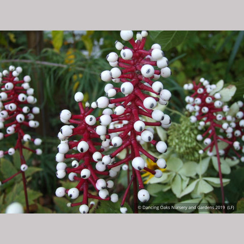 Perennials ~ Actaea pachypoda, Doll's Eyes ~ Dancing Oaks Nursery and Gardens ~ Retail Nursery ~ Mail Order Nursery