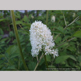 Perennials ~ Actaea pachypoda, Doll's Eyes ~ Dancing Oaks Nursery and Gardens ~ Retail Nursery ~ Mail Order Nursery