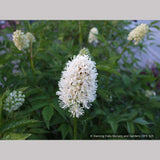 Perennials ~ Actaea pachypoda, Doll's Eyes ~ Dancing Oaks Nursery and Gardens ~ Retail Nursery ~ Mail Order Nursery