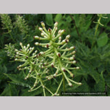 Perennials ~ Actaea pachypoda, Doll's Eyes ~ Dancing Oaks Nursery and Gardens ~ Retail Nursery ~ Mail Order Nursery