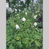Perennials ~ Actaea pachypoda, Doll's Eyes ~ Dancing Oaks Nursery and Gardens ~ Retail Nursery ~ Mail Order Nursery