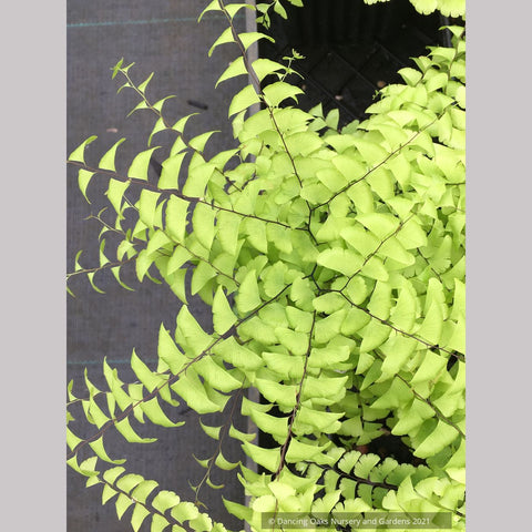 Ferns ~ Adiantum pedatum, Northern Maidenhair Fern ~ Dancing Oaks Nursery and Gardens ~ Retail Nursery ~ Mail Order Nursery