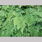 Ferns ~ Adiantum venustum, Himalayan Maidenhair Fern ~ Dancing Oaks Nursery and Gardens ~ Retail Nursery ~ Mail Order Nursery
