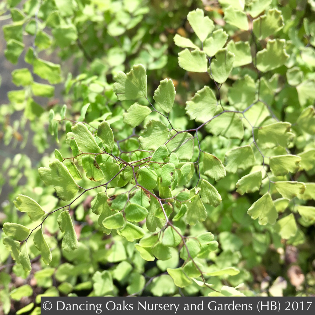 Adiantum mariesii, micro fern, grows on wet rocks in China. Not be confused  with Adiantum x mairisii. See other pics of close up macro shots, underside  of frond with sori. Extremely slow