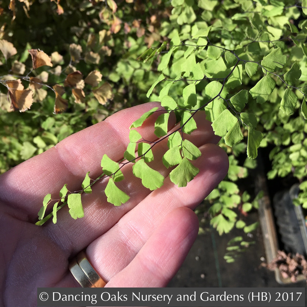 Adiantum mariesii, micro fern, grows on wet rocks in China. Not be confused  with Adiantum x mairisii. See other pics of close up macro shots, underside  of frond with sori. Extremely slow