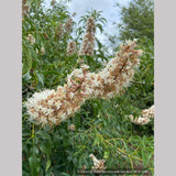 Trees ~ Aesculus californica, California Horse Chestnut ~ Dancing Oaks Nursery and Gardens ~ Retail Nursery ~ Mail Order Nursery