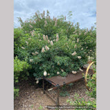 Trees ~ Aesculus californica, California Horse Chestnut ~ Dancing Oaks Nursery and Gardens ~ Retail Nursery ~ Mail Order Nursery