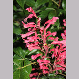 Trees ~ Aesculus pavia, Red Buckeye ~ Dancing Oaks Nursery and Gardens ~ Retail Nursery ~ Mail Order Nursery