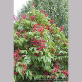 Trees ~ Aesculus pavia, Red Buckeye ~ Dancing Oaks Nursery and Gardens ~ Retail Nursery ~ Mail Order Nursery