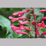 Trees ~ Aesculus pavia, Red Buckeye ~ Dancing Oaks Nursery and Gardens ~ Retail Nursery ~ Mail Order Nursery