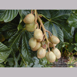 Trees ~ Aesculus pavia, Red Buckeye ~ Dancing Oaks Nursery and Gardens ~ Retail Nursery ~ Mail Order Nursery