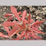 Aesculus x neglecta 'Erythroblastos', Painted Buckeye