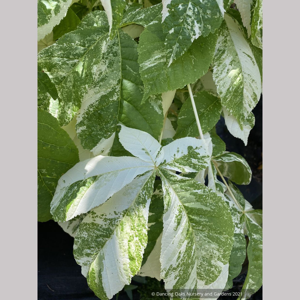 Aesculus turbinata 'Marble Chip', Variegated Japanese Horse Chestnut