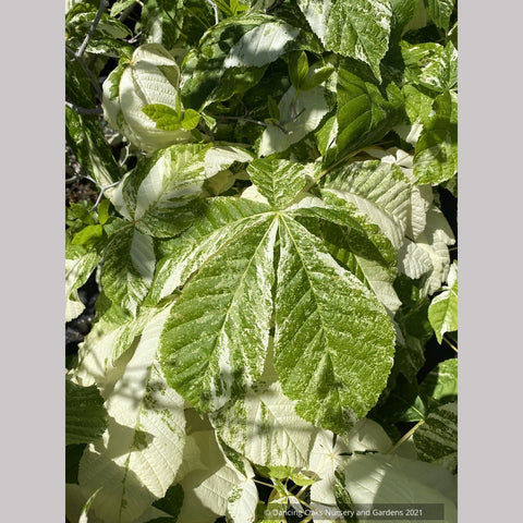 Aesculus turbinata 'Marble Chip', Variegated Japanese Horse Chestnut