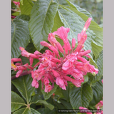 Trees ~ Aesculus pavia, Red Buckeye ~ Dancing Oaks Nursery and Gardens ~ Retail Nursery ~ Mail Order Nursery