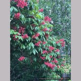 Trees ~ Aesculus pavia, Red Buckeye ~ Dancing Oaks Nursery and Gardens ~ Retail Nursery ~ Mail Order Nursery