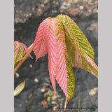 Aesculus turbinata 'Marble Chip', Variegated Japanese Horse Chestnut