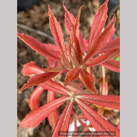 Trees ~ Aesculus x neglecta 'Erythroblastos', Painted Buckeye ~ Dancing Oaks Nursery and Gardens ~ Retail Nursery ~ Mail Order Nursery
