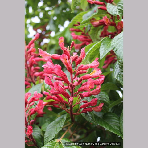 Trees ~ Aesculus pavia, Red Buckeye ~ Dancing Oaks Nursery and Gardens ~ Retail Nursery ~ Mail Order Nursery