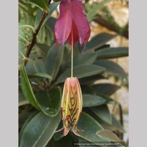 Agapetes species AP2018-96, Himalayan Lanterns