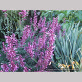 Perennials ~ Agastache 'Ava', Mexican Hyssop ~ Dancing Oaks Nursery and Gardens ~ Retail Nursery ~ Mail Order Nursery