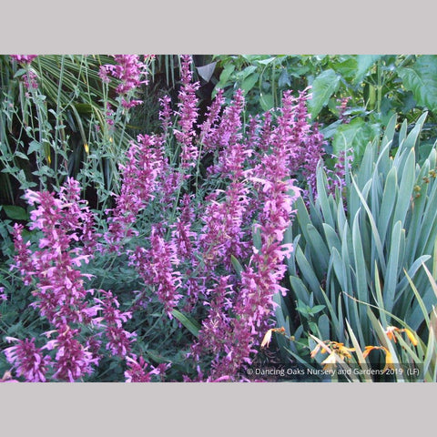 Perennials ~ Agastache 'Ava', Mexican Hyssop ~ Dancing Oaks Nursery and Gardens ~ Retail Nursery ~ Mail Order Nursery