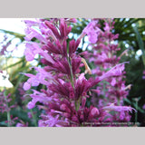 Perennials ~ Agastache 'Ava', Mexican Hyssop ~ Dancing Oaks Nursery and Gardens ~ Retail Nursery ~ Mail Order Nursery