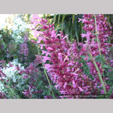 Perennials ~ Agastache 'Ava', Mexican Hyssop ~ Dancing Oaks Nursery and Gardens ~ Retail Nursery ~ Mail Order Nursery