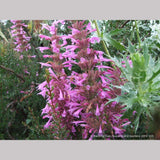 Perennials ~ Agastache 'Ava', Mexican Hyssop ~ Dancing Oaks Nursery and Gardens ~ Retail Nursery ~ Mail Order Nursery