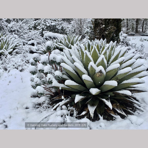 Perennials ~ Agave parryi, Parry's Agave ~ Dancing Oaks Nursery and Gardens ~ Retail Nursery ~ Mail Order Nursery